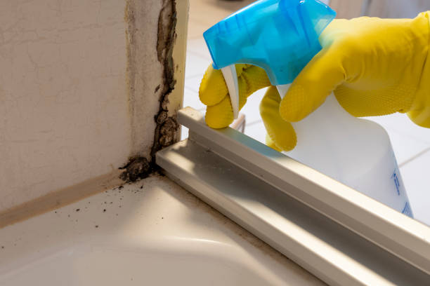 Mold Removal and Inspection in Clifton, TX