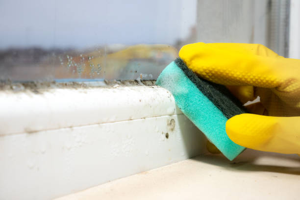 Best Black Mold Removal  in Clifton, TX