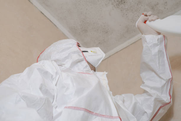 Best Mold Damage Repair  in Clifton, TX